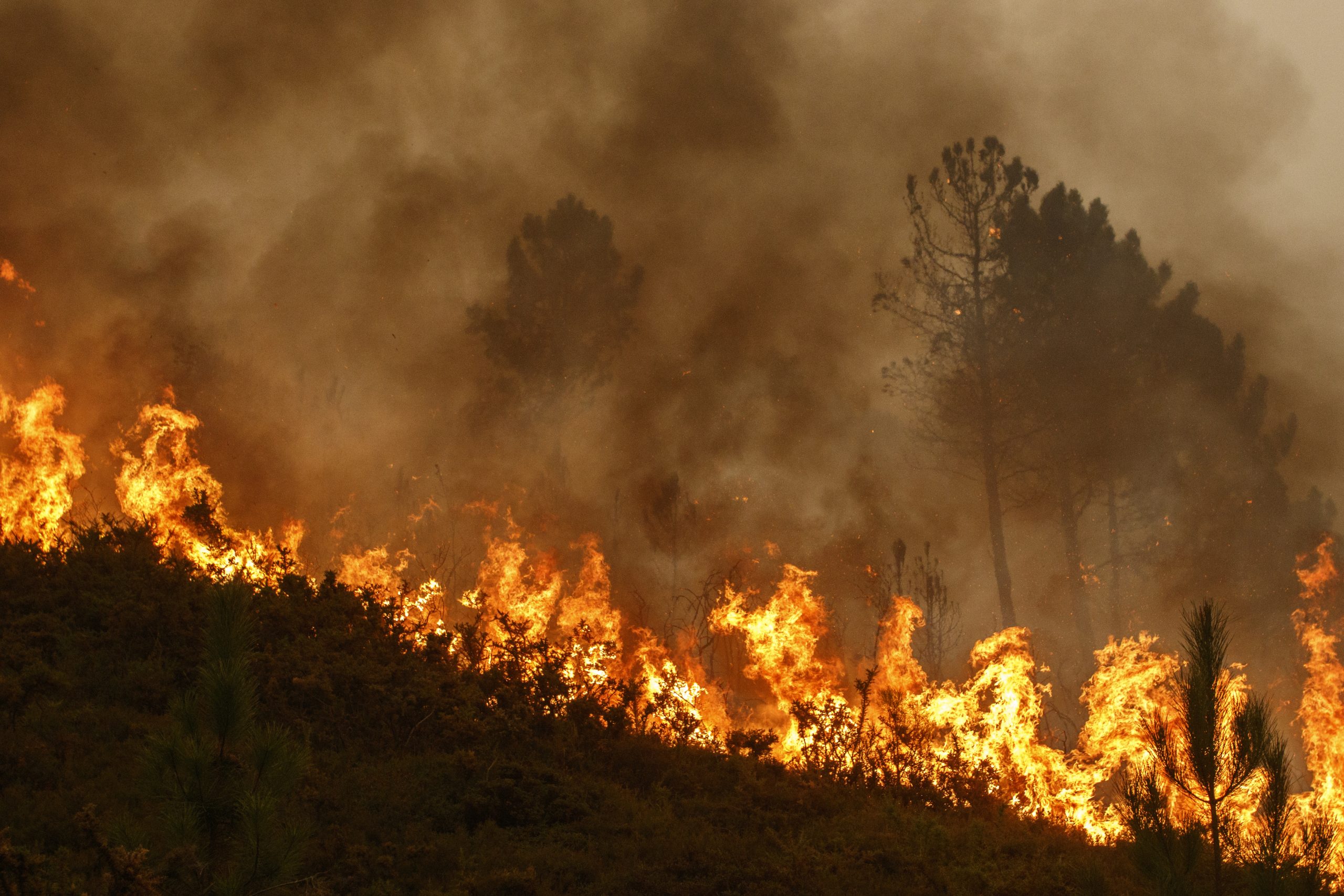 Hermits Peak Calf Canyon wildfire victims in legal battle with FEMA