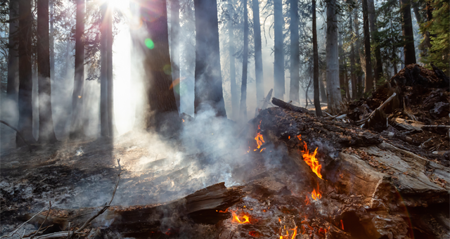 A picture of burning forest