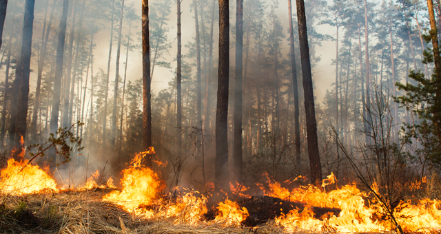 A picture of a fire and smoke in forest burning