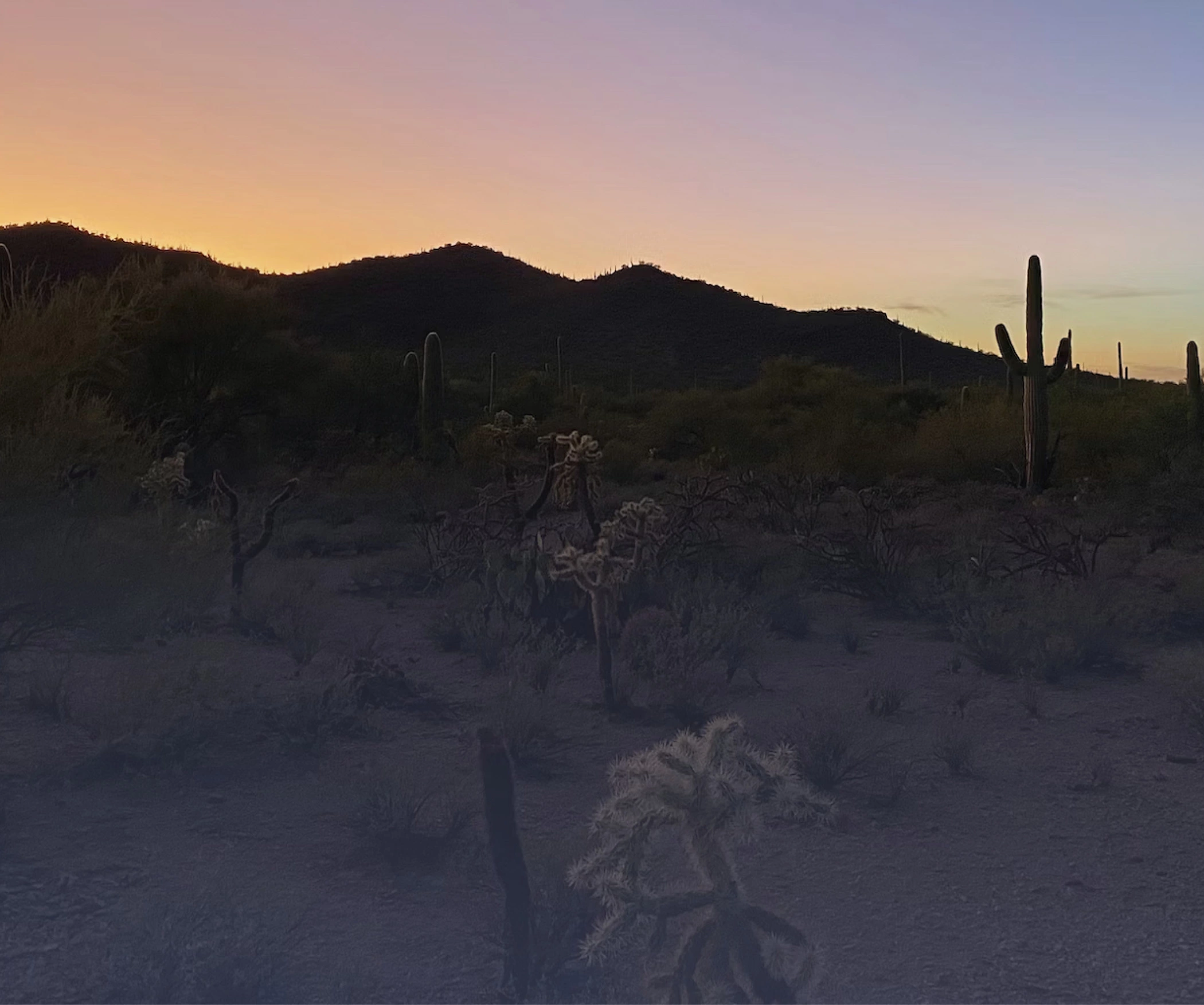 Desert Cactus