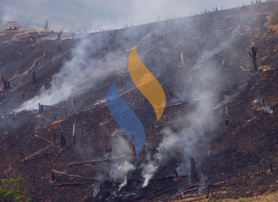 Settlement Achieved in Wintu Fire Landscape and Tree Loss Case