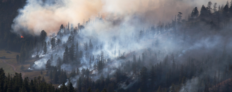 Wildfire smoke in forest