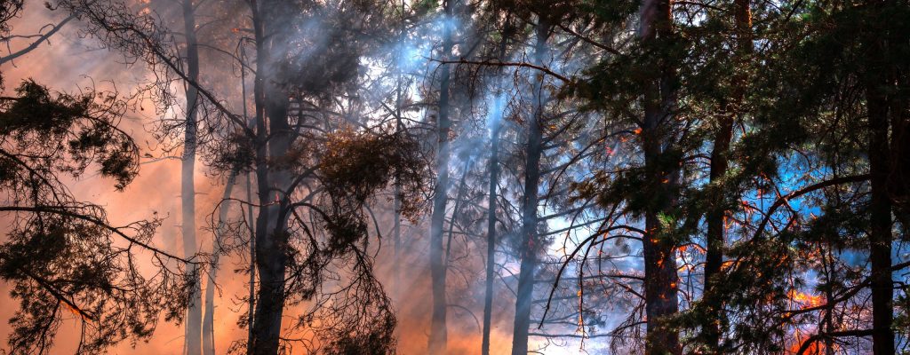 fire. wildfire at sunset, burning pine forest in the smoke and flames.