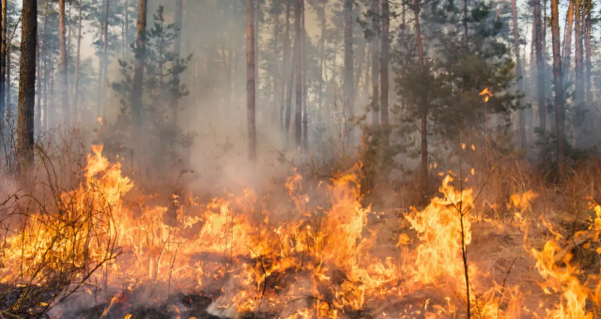 Fire Litigation: Are You a Victim of the 2023 Tunnel Five Fire?