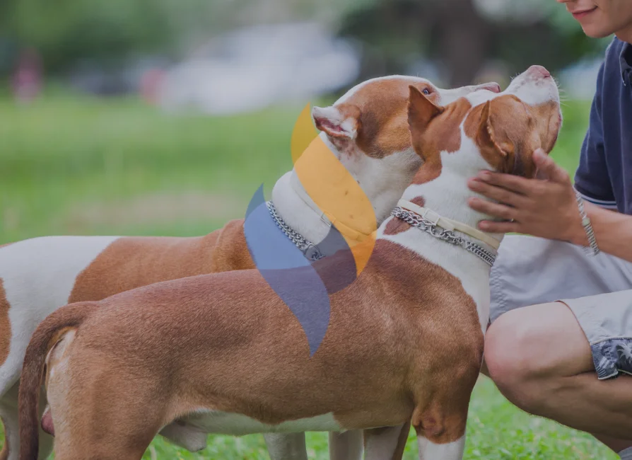 $200,000 Recovery Secured in New Mexico Dog Attack Case