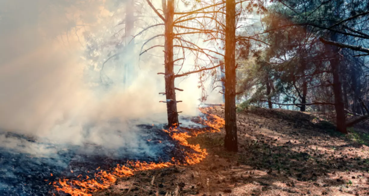 Fire Litigation: We Can Help You Get the Justice and Compensation You Deserve From The McBride Fire