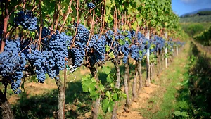 winery