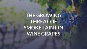 The Growing Threat of Smoke Taint in Wine Grapes